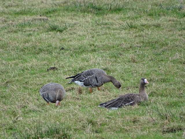 样的成就 样的成就